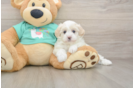 Sweet Maltipoo Baby