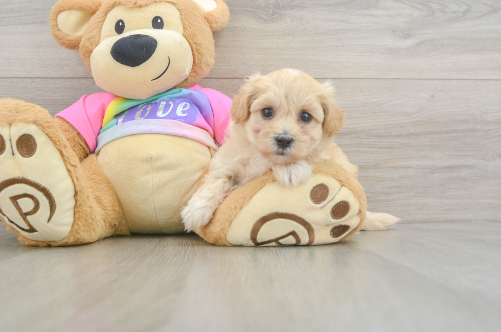 6 week old Maltipoo Puppy For Sale - Windy City Pups