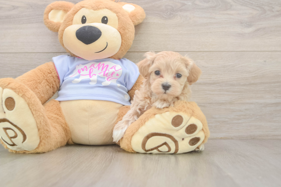 6 week old Maltipoo Puppy For Sale - Windy City Pups