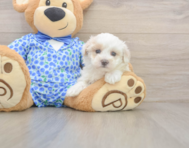 9 week old Maltipoo Puppy For Sale - Windy City Pups 9 week old Maltipoo Puppy For Sale - Windy City Pups