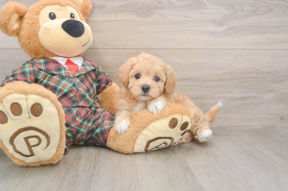 6 week old Maltipoo Puppy For Sale - Windy City Pups