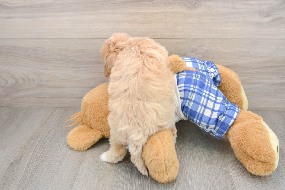 Hypoallergenic Malt Oodle Poodle Mix Puppy