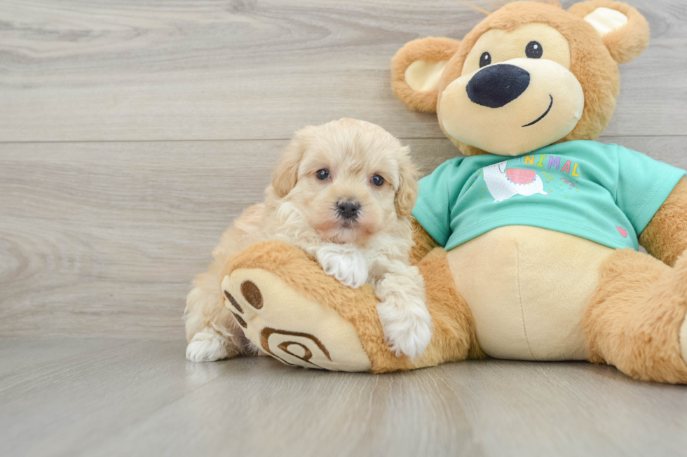 Maltipoo Pup Being Cute