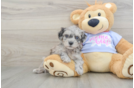 Best Maltipoo Baby