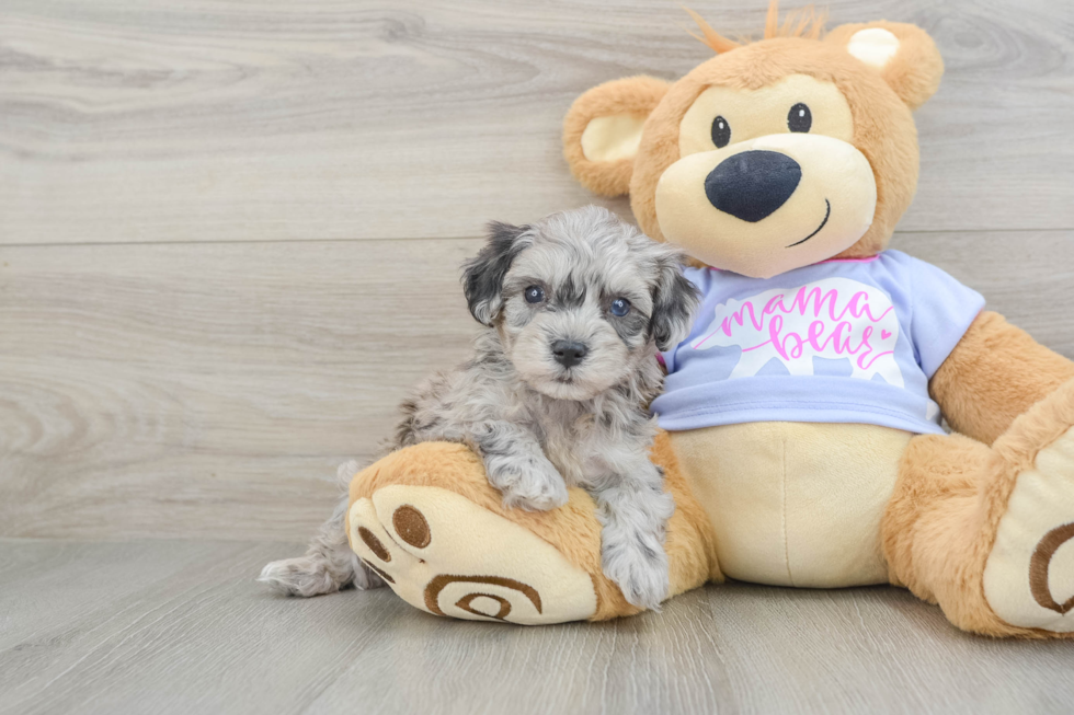Best Maltipoo Baby