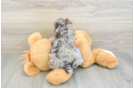 Maltipoo Puppy for Adoption