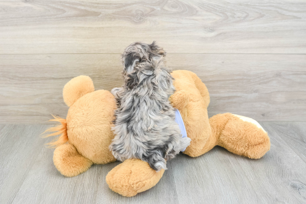 Maltipoo Puppy for Adoption