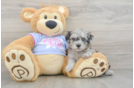 Maltipoo Pup Being Cute