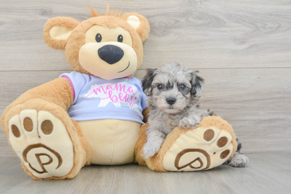 Maltipoo Pup Being Cute