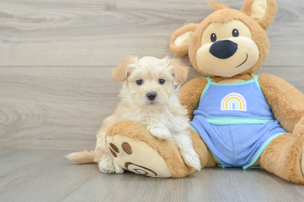 7 week old Maltipoo Puppy For Sale - Windy City Pups