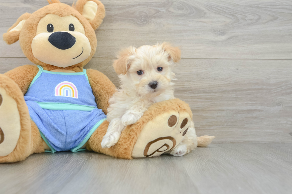 Energetic Multipoo Poodle Mix Puppy