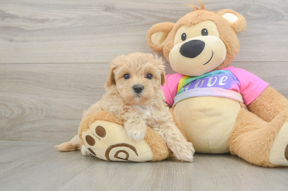 6 week old Maltipoo Puppy For Sale - Windy City Pups