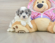 8 week old Maltipoo Puppy For Sale - Windy City Pups