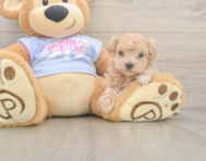 6 week old Maltipoo Puppy For Sale - Windy City Pups