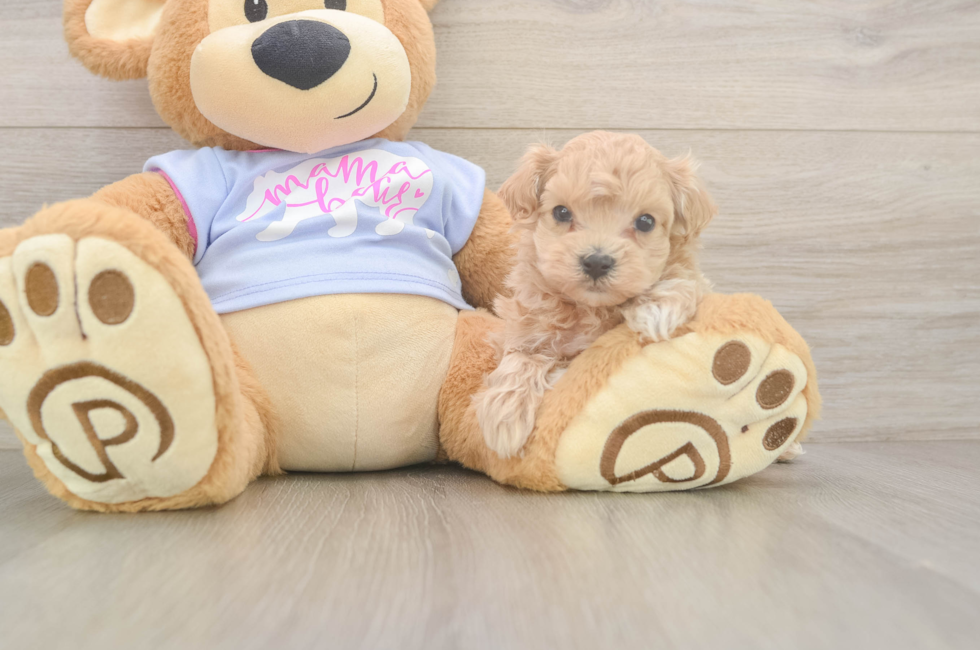 6 week old Maltipoo Puppy For Sale - Windy City Pups