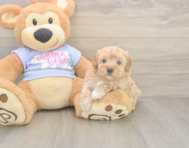 9 week old Maltipoo Puppy For Sale - Windy City Pups
