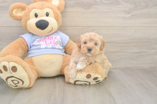 6 week old Maltipoo Puppy For Sale - Windy City Pups Maltipoo Puppy for Adoption