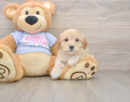 8 week old Maltipoo Puppy For Sale - Windy City Pups