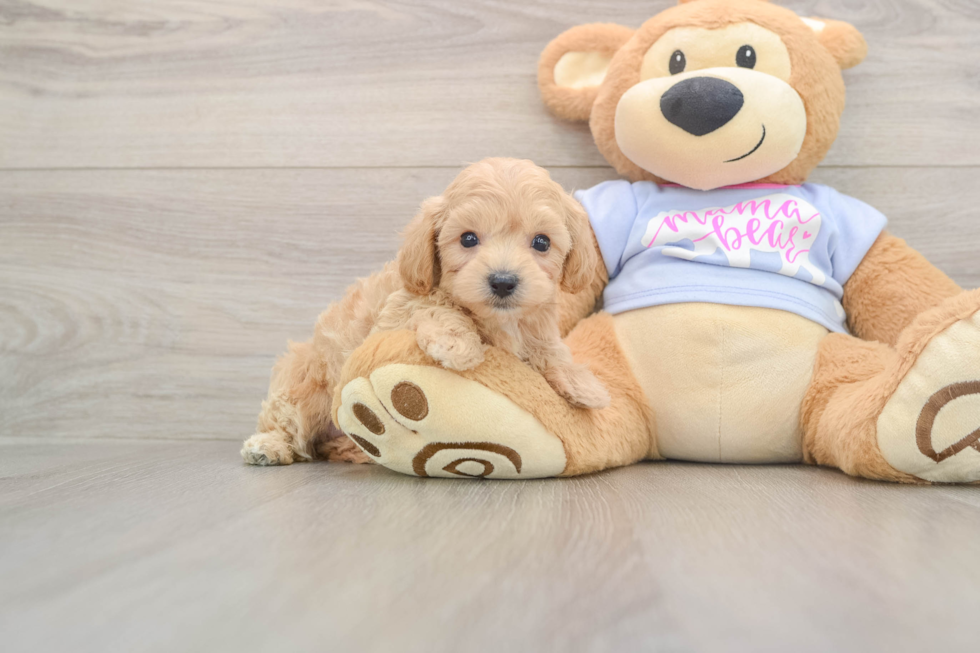 Hypoallergenic Malt a Poo Poodle Mix Puppy