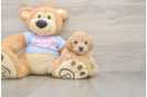 Maltipoo Pup Being Cute