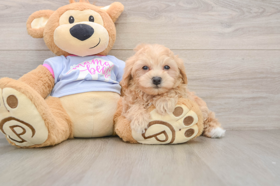 Maltipoo Pup Being Cute