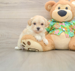 7 week old Maltipoo Puppy For Sale - Windy City Pups