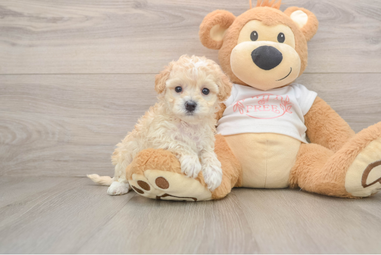 Best Maltipoo Baby