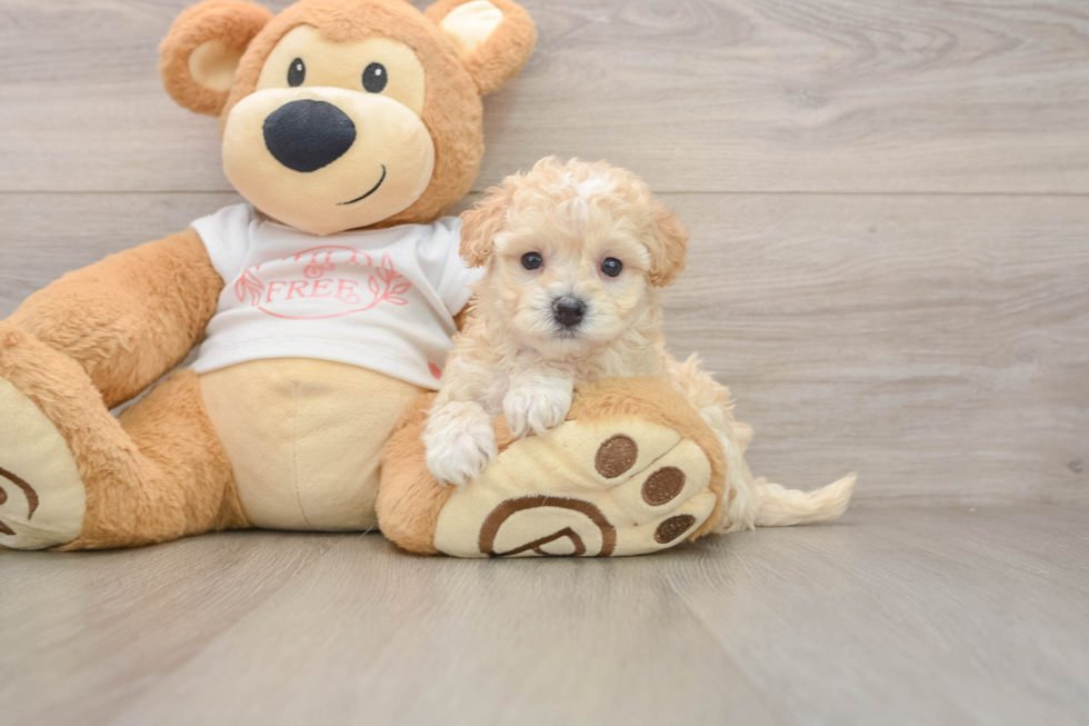Energetic Maltidoodle Poodle Mix Puppy