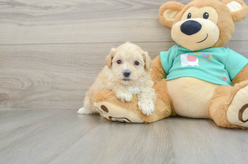 7 week old Maltipoo Puppy For Sale - Windy City Pups