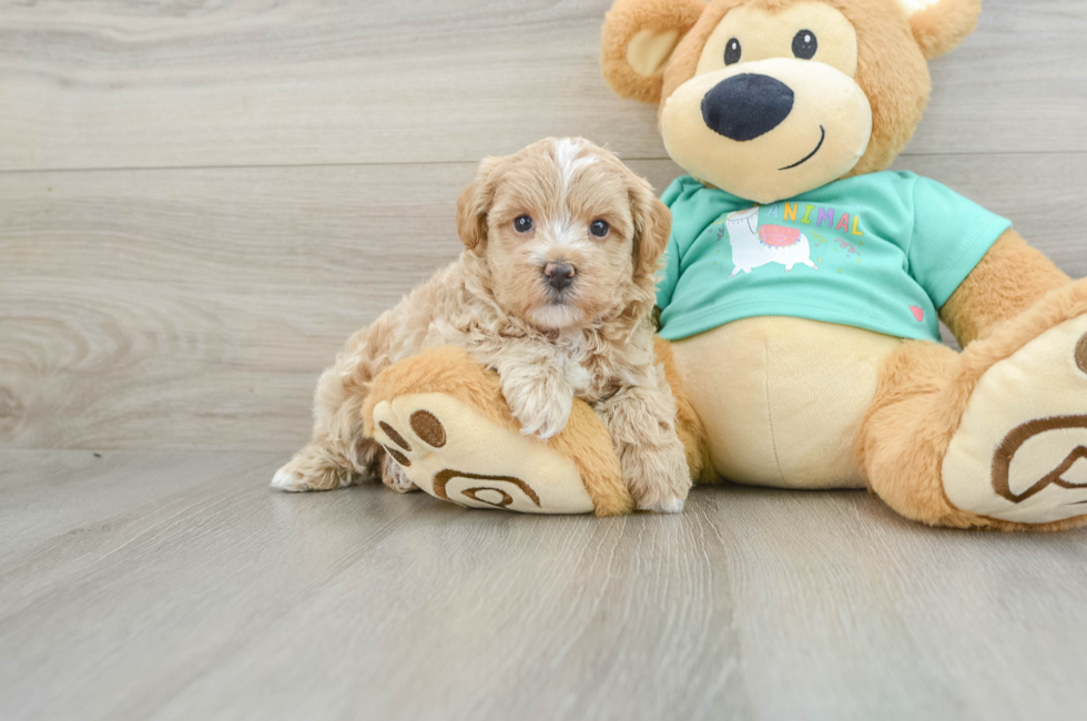 6 week old Maltipoo Puppy For Sale - Windy City Pups