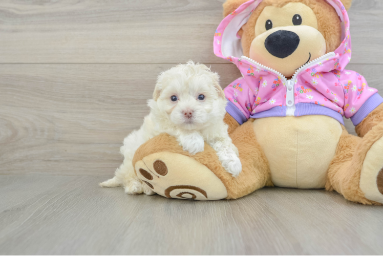 Maltipoo Pup Being Cute