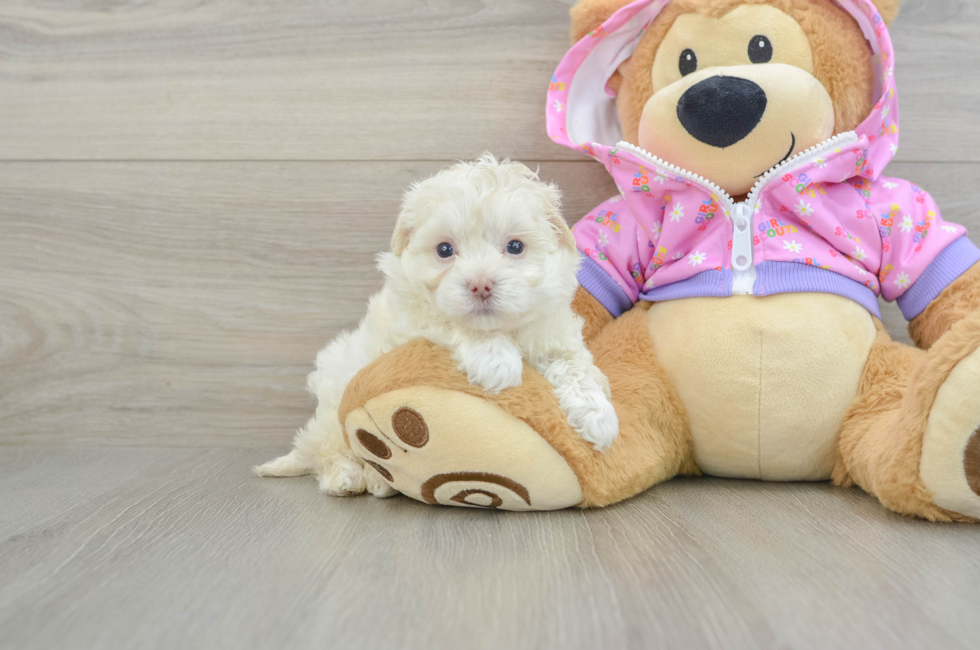 5 week old Maltipoo Puppy For Sale - Windy City Pups