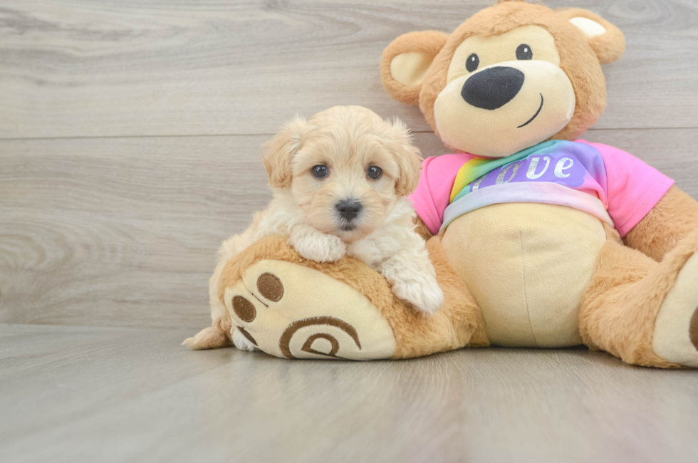 6 week old Maltipoo Puppy For Sale - Windy City Pups