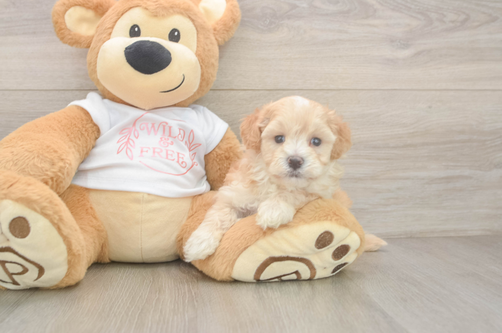 6 week old Maltipoo Puppy For Sale - Windy City Pups
