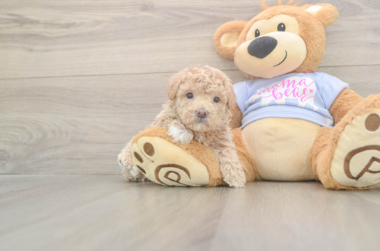 6 week old Maltipoo Puppy For Sale - Windy City Pups Maltipoo Pup Being Cute