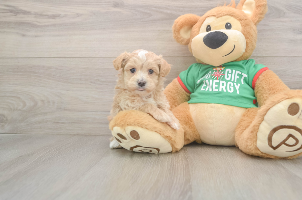 5 week old Maltipoo Puppy For Sale - Windy City Pups