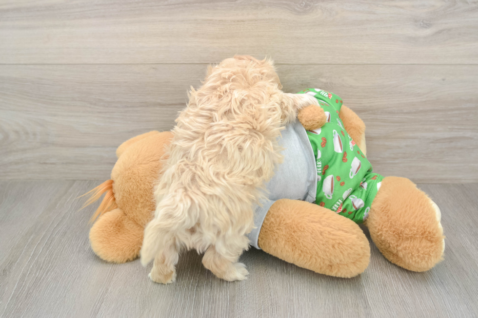 Maltipoo Puppy for Adoption