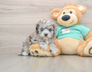 7 week old Maltipoo Puppy For Sale - Windy City Pups