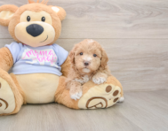 8 week old Maltipoo Puppy For Sale - Windy City Pups