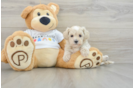 Maltipoo Puppy for Adoption