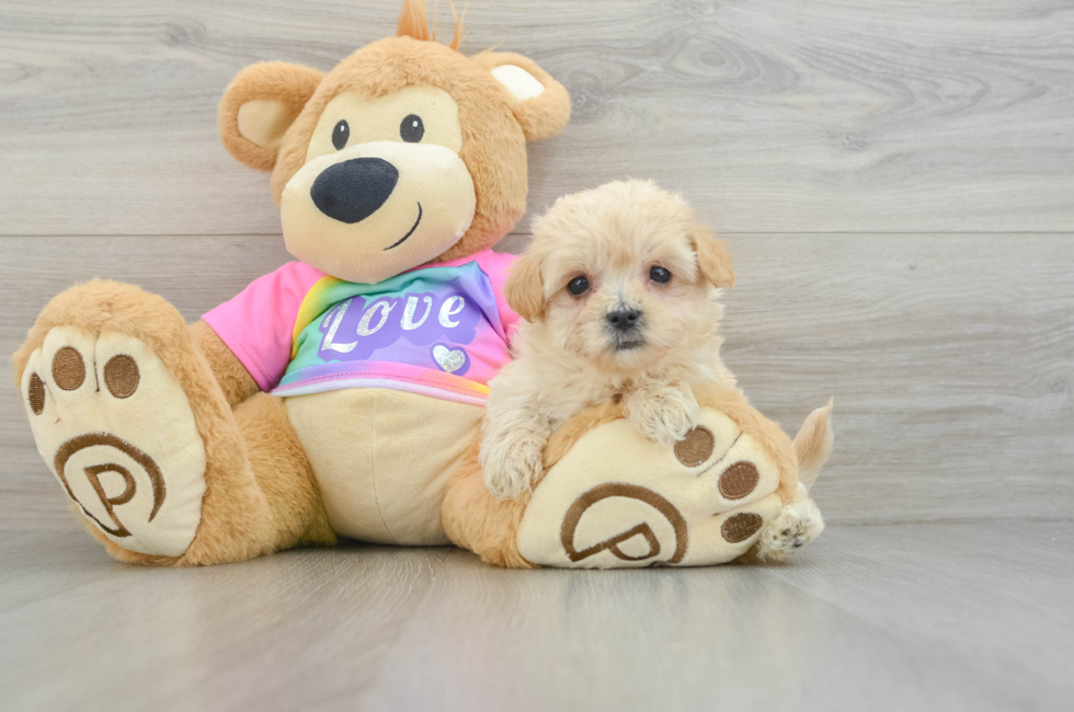 8 week old Maltipoo Puppy For Sale - Windy City Pups