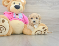 8 week old Maltipoo Puppy For Sale - Windy City Pups