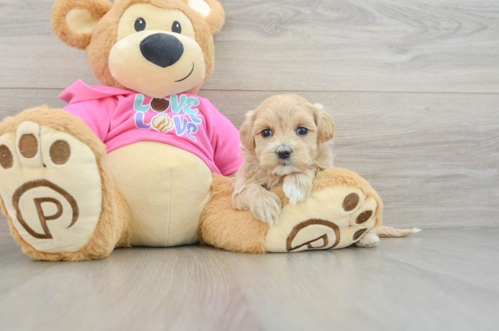 6 week old Maltipoo Puppy For Sale - Windy City Pups