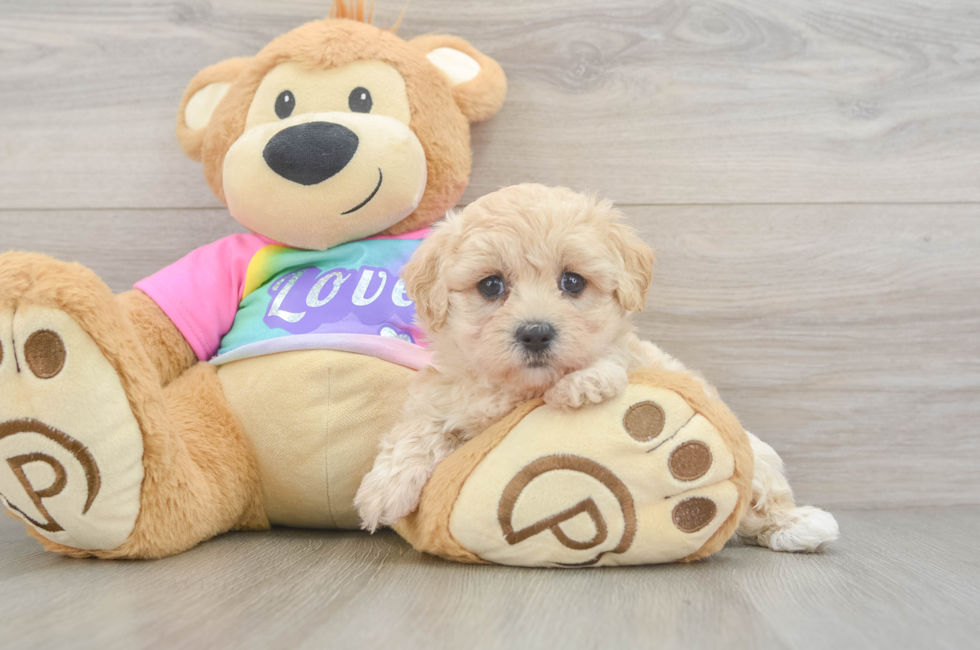 5 week old Maltipoo Puppy For Sale - Windy City Pups