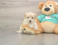 8 week old Maltipoo Puppy For Sale - Windy City Pups