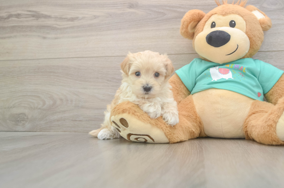 5 week old Maltipoo Puppy For Sale - Windy City Pups