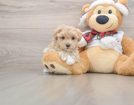 8 week old Maltipoo Puppy For Sale - Windy City Pups