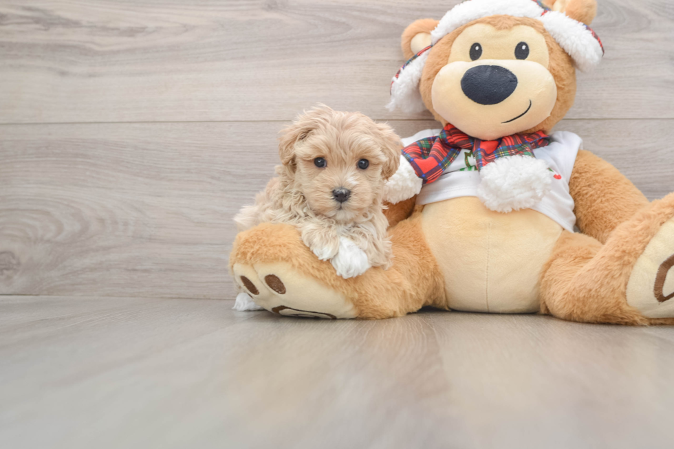 Maltipoo Puppy for Adoption