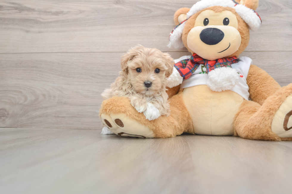 5 week old Maltipoo Puppy For Sale - Windy City Pups