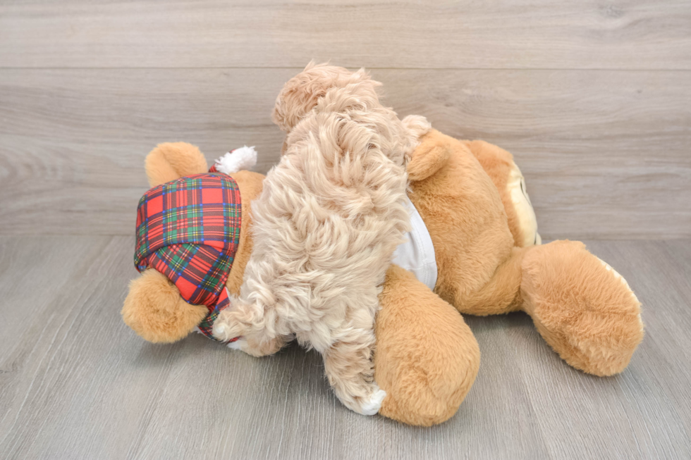 Popular Maltipoo Poodle Mix Pup